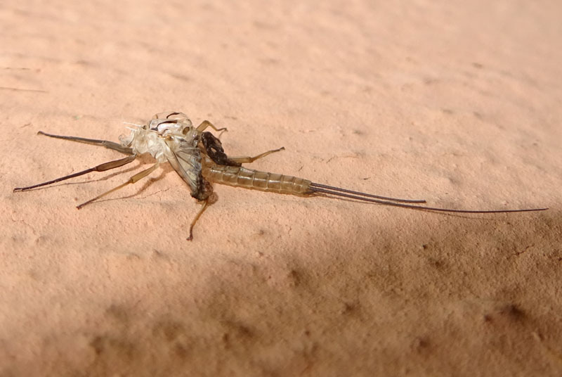 da subimago a imago ?  S, da parte di maschio di Ecdyonurus sp. (Heptageniidae)